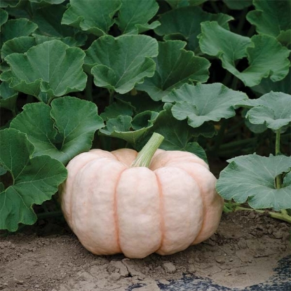 Picture of Pumpkin Porcelaine Doll F1